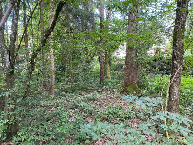 Grundstück mit Baumbestand