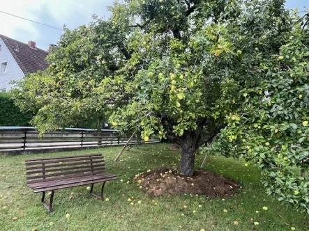 Apfelbaum - Grundstück kaufen in Markt Berolzheim - Tolles Baugrundstück in ruhiger Lage von Markt Berolzheim