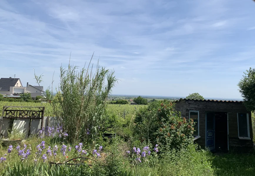 Blick über Rheinebene - Haus kaufen in Burrweiler - Einfamilienhaus mit Weitblick in der Südpfalz in Burrweiler