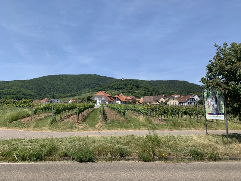 Blick Pfälzer Wald