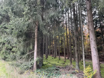 Waldgrundstück - Grundstück kaufen in Kallmünz - Schöne Waldgrundstücke in Kallmünz 