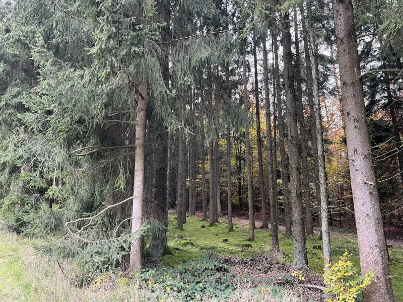 Waldgrundstück - Grundstück kaufen in Kallmünz - Schöne Waldgrundstücke in Kallmünz 