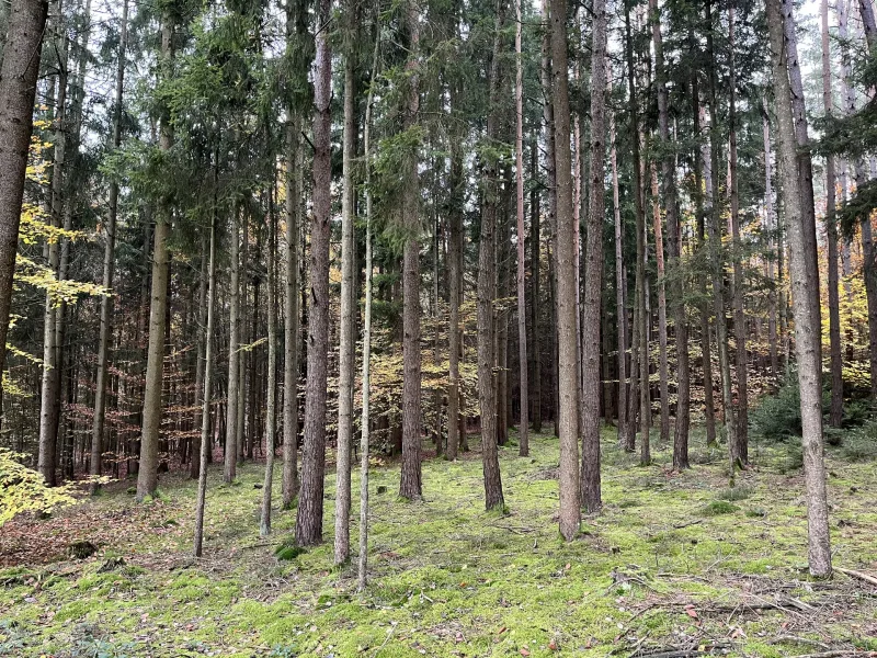 Mischwald - Grundstück kaufen in Beratzhausen - Mischwaldfläche, langjähriger Baumbestand im schönen Schwarzenthonhausen