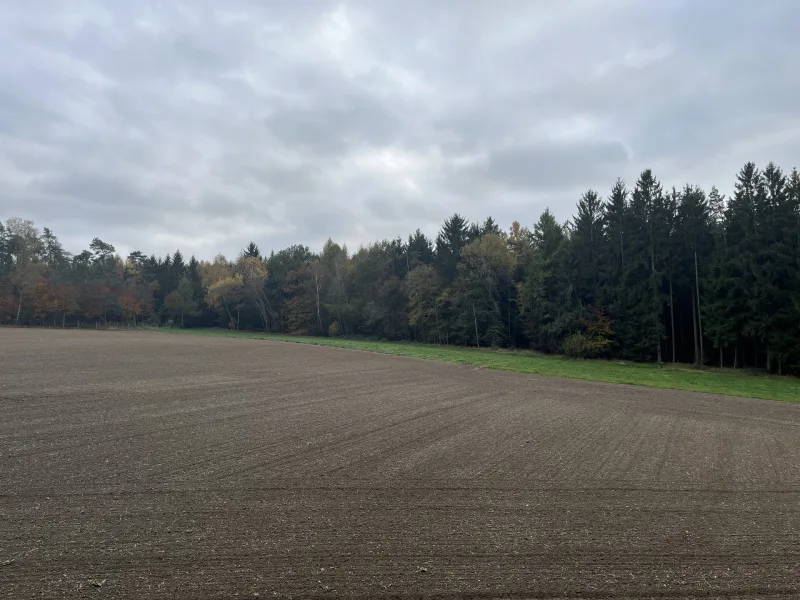 Ansicht Waldgrundstück