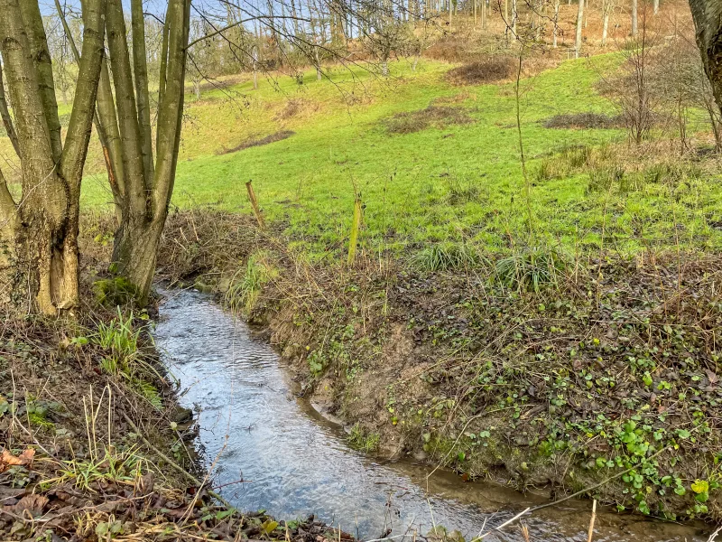 Grundstück - Grundstück kaufen in Weinheim - Exklusives Baugrundstück mit Bachlauf und unverbaubarer Naturkulisse in Weinheim.