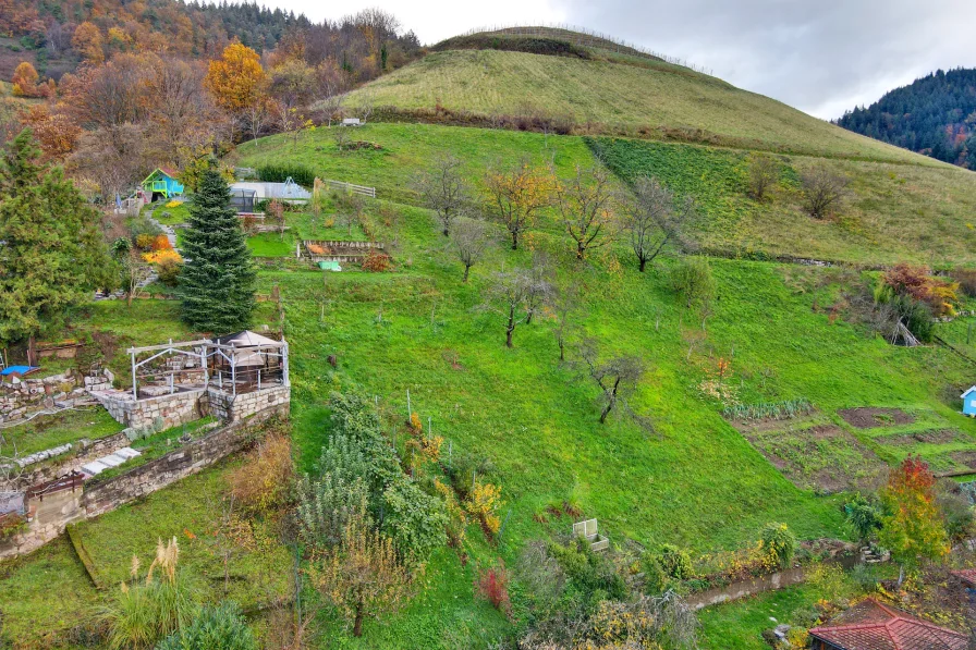 Gartenansicht mit Kirchbäumen