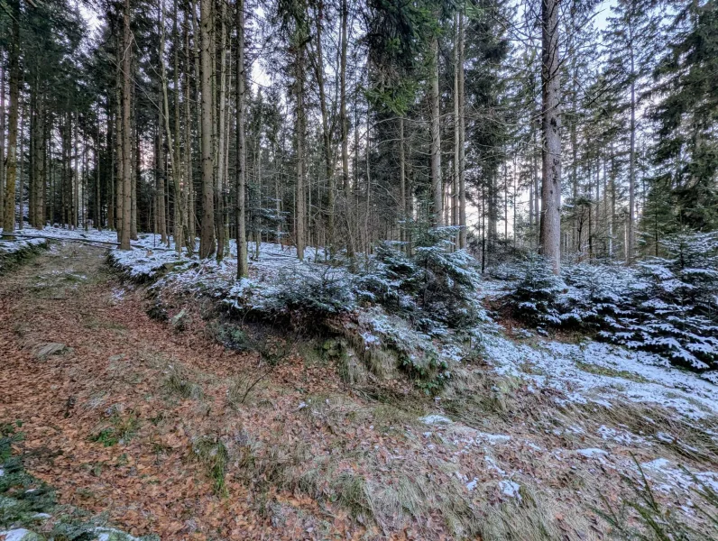 Anfang Grundstück 1287 - Grundstück kaufen in Waldkirchen - 46.310 m² | Attraktive Waldgrundstücke in Waldkirchen