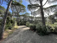 Villa am Goldstrand in der Pineta di Roccamare in Castiglione della Pescaia - Toskana