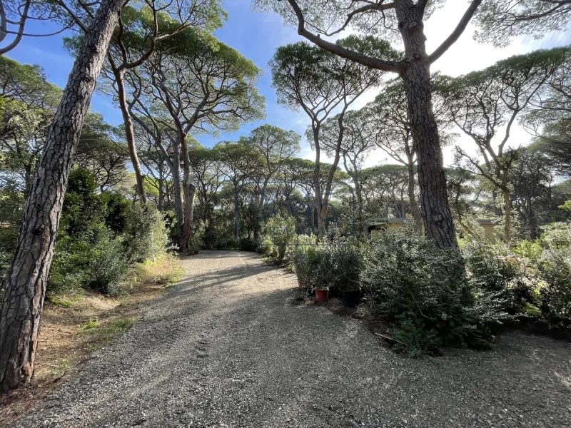 Villa am Goldstrand in der Pineta di Roccamare in Castiglione della Pescaia - Toskana