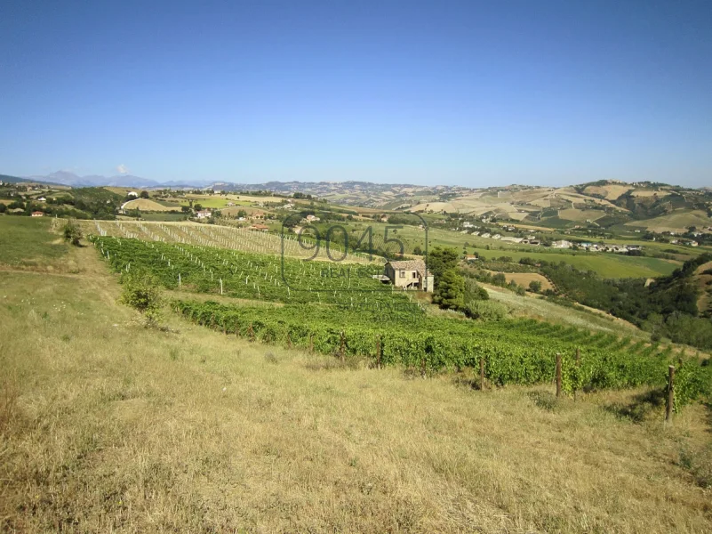 Landhaus in den Hügeln der Marken mit schönem Weinberg in Offida - Borgo Miriam - Haus kaufen in Offida - Landhaus in den Hügeln der Marken mit schönem Weinberg in Offida - Borgo Miriam