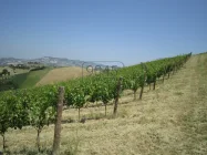 Landhaus in den Hügeln der Marken mit schönem Weinberg in Offida - Borgo Miriam