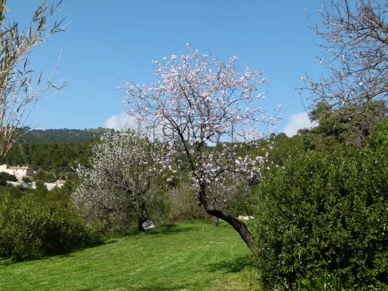 Idyllische "Finca" mit atemberaubenden Panoramablick in Port d'Andratx - Mallorca/Spanien