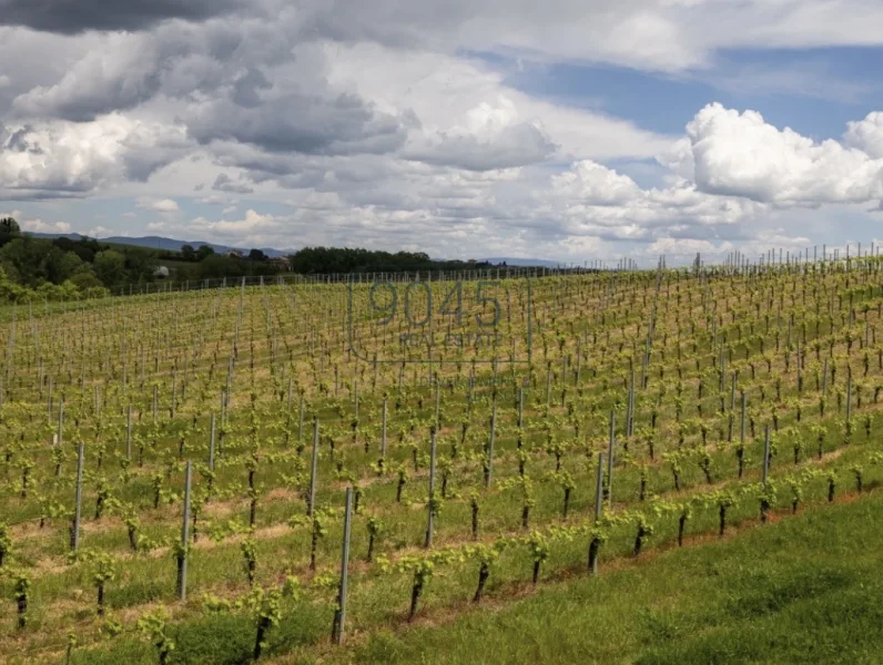 "Azienda Agricola" im Herzen der Toskana in Montepulciano - Italien - Haus kaufen in Montepulciano - "Azienda Agricola" im Herzen der Toskana in Montepulciano - Italien