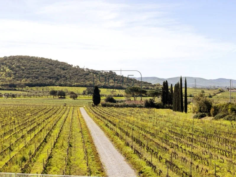 Prächtiges Weingut in der Val di Cornia Maremma - Toskana - Haus kaufen in Val di Cornia - Maremma - Prächtiges Weingut in der Val di Cornia Maremma - Toskana