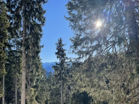  hoch oben - Grundstück kaufen in Ohlstadt - Bergwald mit sehr gutem Baumbestand