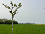 landschaftliches Umfeld mit Blick auf die Löbauer Berge