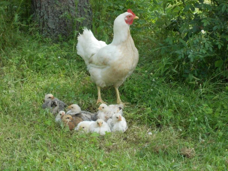 Hühner-Familie