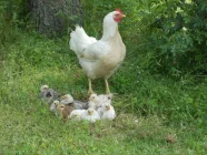 Hühner-Familie