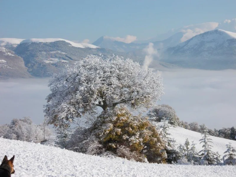 Schneelandschaft