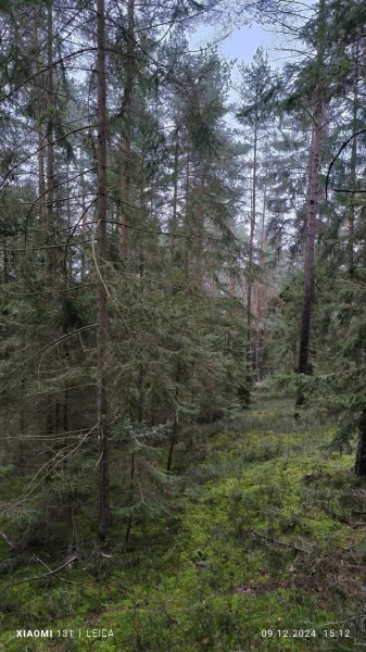 -6 Grenzverlauf Richtung Forststr kreuzung