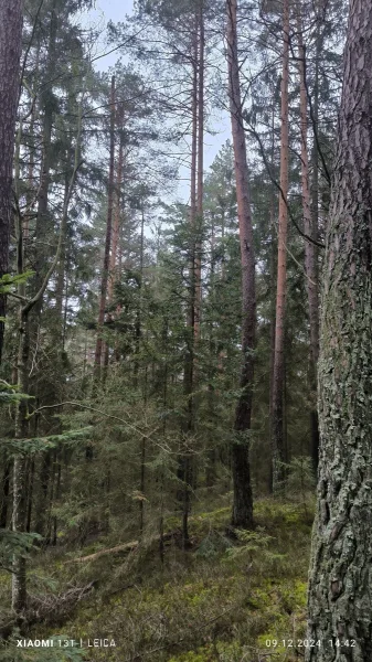 -6 Ansicht Wald 14 - Land- und Forstwirtschaft kaufen in Arnbruck - Attraktiver, gesunder Mischwald. Überwiegend Fichte + Kiefern. Gemarkung Arnbruck - Bay. Wald