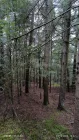 -3 Ansicht Wald 3