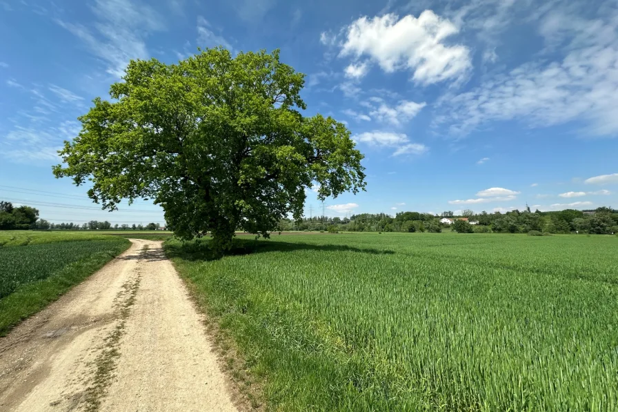 Titelbild - Grundstück kaufen in Bergkirchen - Landwirtschaftliches Grundstück am Ortsrand von Günding (Gde. Bergkirchen) zu verkaufen!