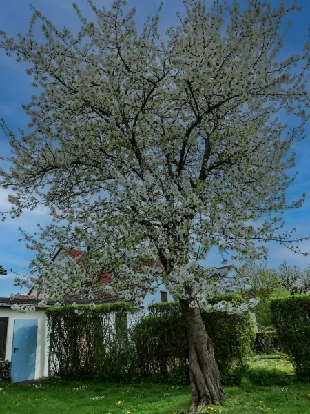 Blühender Baum im Garten