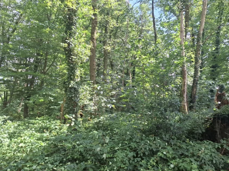 Blick vom Wirtschaftsweg - Grundstück kaufen in Schwalmtal - Kleines Waldgrundstück in Schwalmtal/Waldniel