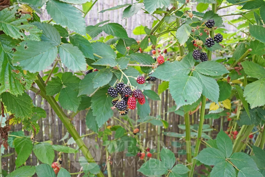 Garten Brombeeren