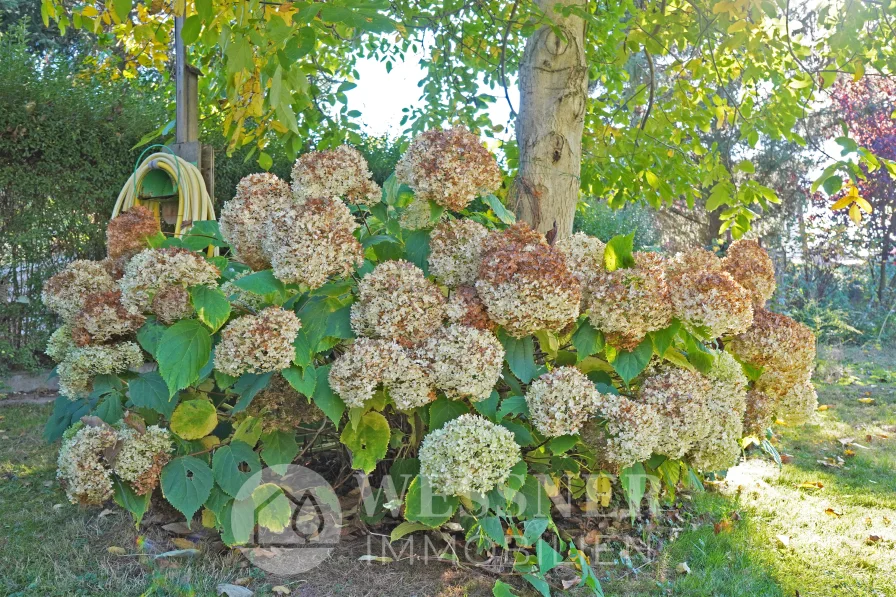 Außen Garten Hortensie