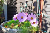 Außen Garten Blumen