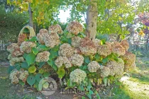 Außen Garten Hortensie