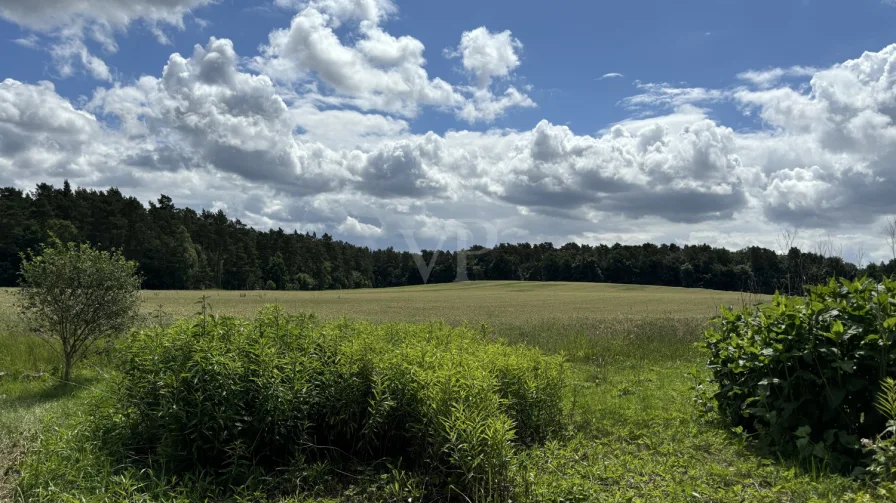 Blick vom hinteren Garten