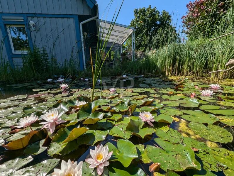 Naturteich mit Seerosen