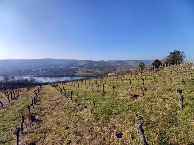 Blick in die Weinberge