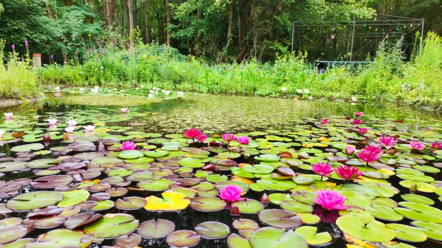 Sommerimpression Naturteich