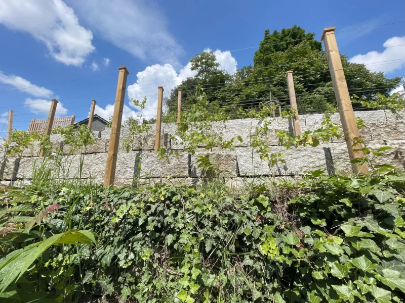 Terrassierte Hangbepflanzung mit Weinreben