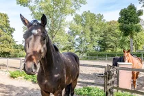 Reitbetrieb - happy Horse