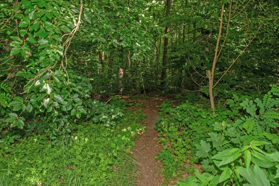 24 Dschungelpfad - Weg vom Garten in den Wald