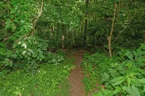 24 Dschungelpfad - Weg vom Garten in den Wald