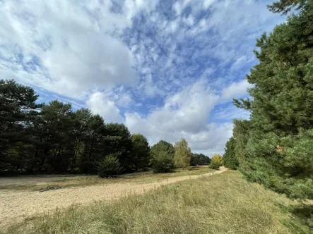 Ödland und Waldfläche - Land- und Forstwirtschaft kaufen in Schönfließ - Waldfläche direkt an der Berliner Stadtgrenze auf dem ehemaligen Berliner Mauerstreifen