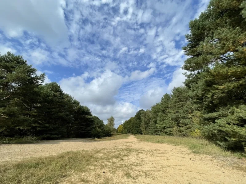 Wald und Ödland