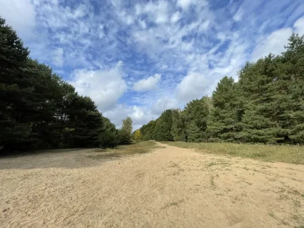 Wald und Ödland - Land- und Forstwirtschaft kaufen in Schönfließ - Waldflächen an der Berliner Stadtgrenze (Berliner Mauerstreifen) und im Landkreis OHV