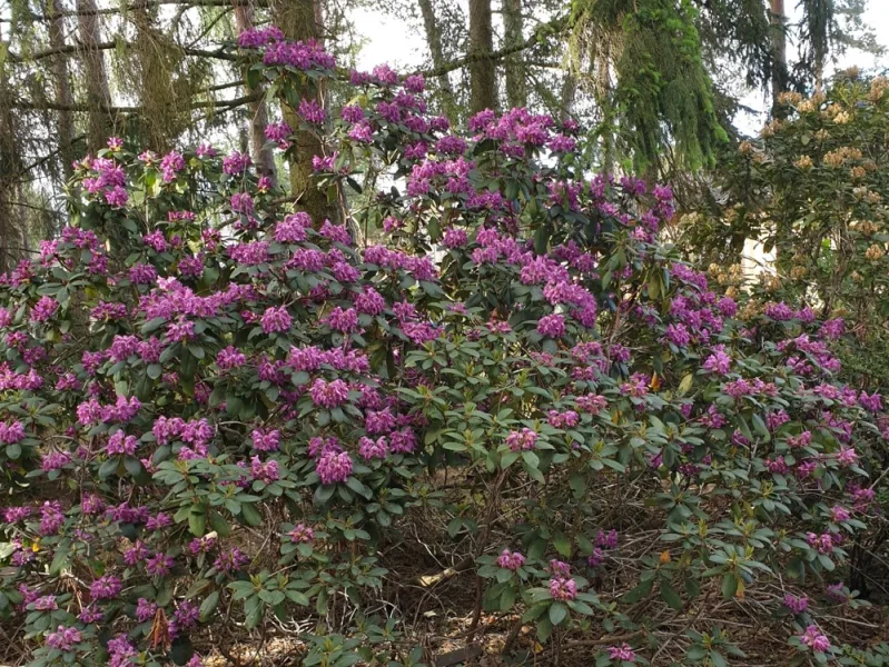 vielfältiger Baum- und Pflanzenbestand