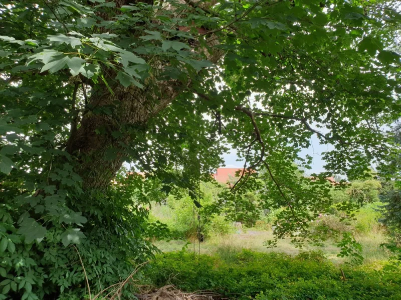 großer Ahornbaum im Garten-min