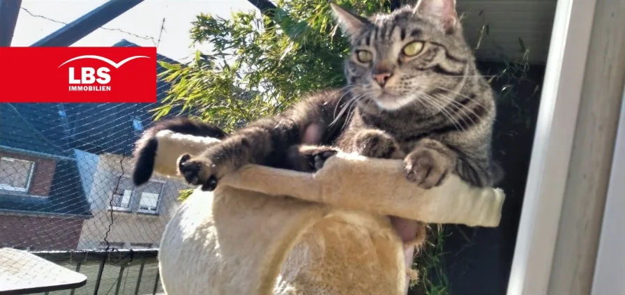 Balkon mit Katzensicherung