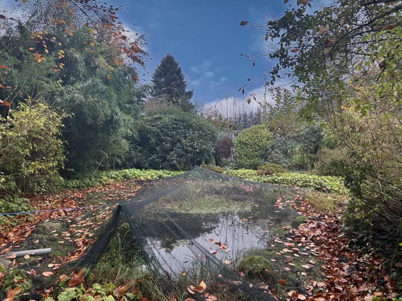 Teich im Garten