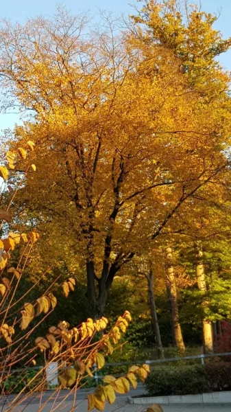 Mühlengraben im Herbst