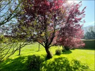 Tolles Gartengrundstück mit altem Baumbestand